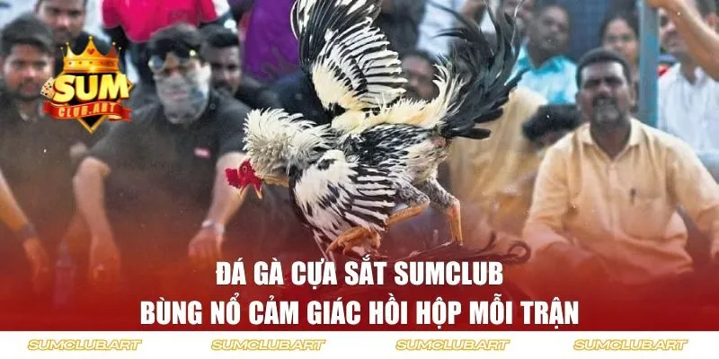 Đá gà cựa sắt